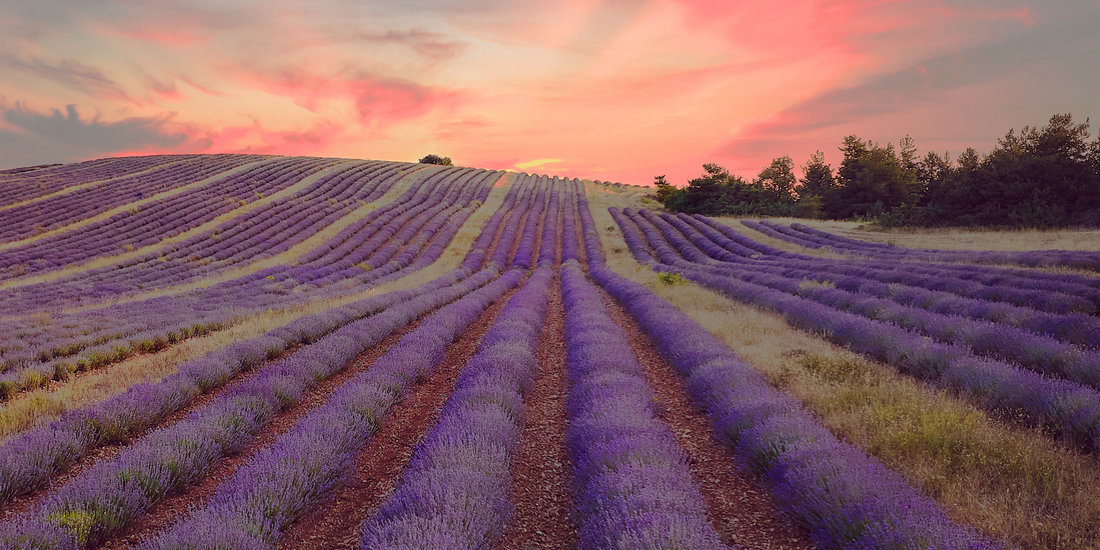 Aroma Wien – der Young Living Blog und wie es weitergeht
