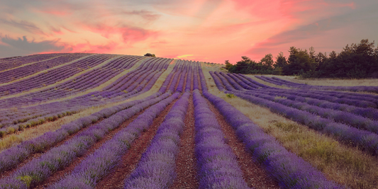 Aroma Wien – der Young Living Blog und wie es weitergeht